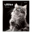 Тетрадь А5 клетка 48 листов скоба (Prof-Press) Черно-белые котики цветная мелованная обложка ассорти арт.48-4807 - 
