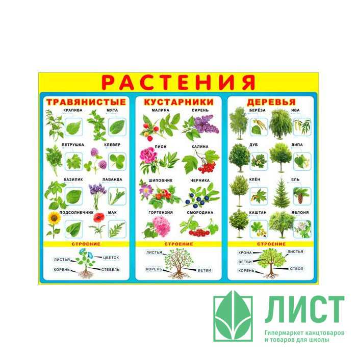 Плакат А2 "Растения" арт Р2-193